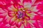 USA, Washington State, Sammamish. Close-up of flowering dahlia Art Print